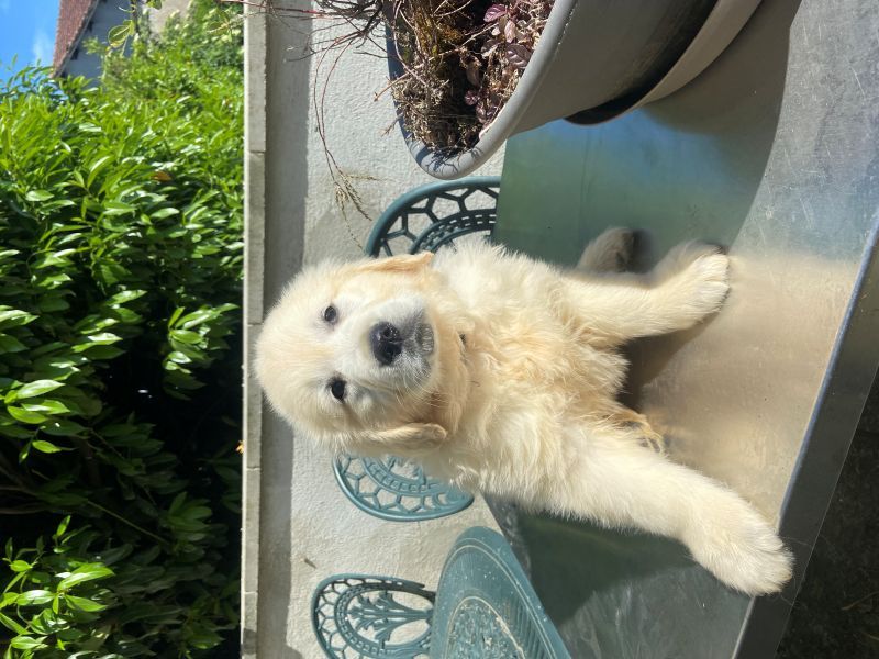 ALYA DU PETIT CHAUMONT ALYA DU PETIT CHAUMONT